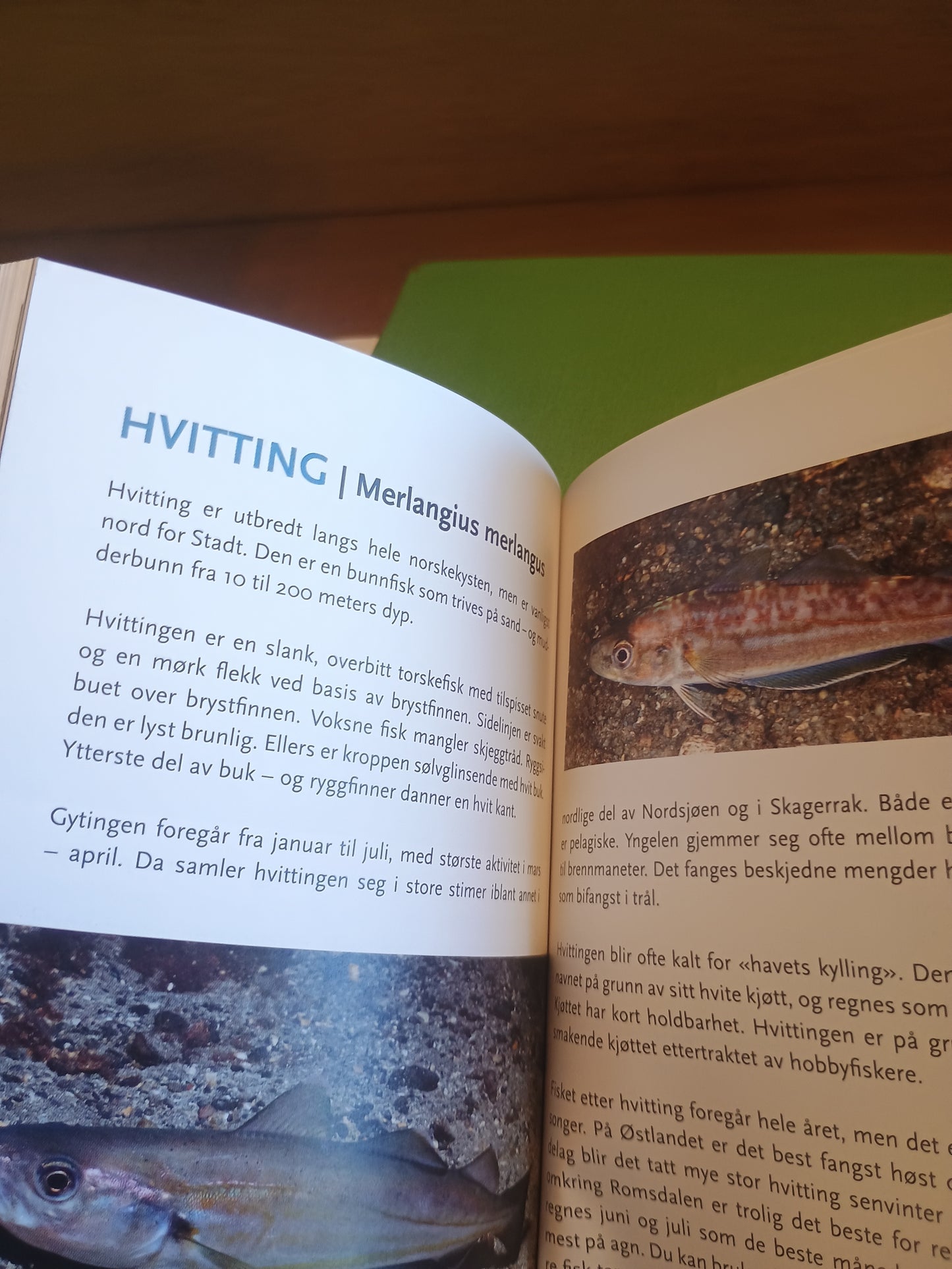 Hobbyfiske langs norskekysten, Kornelius Paulsen